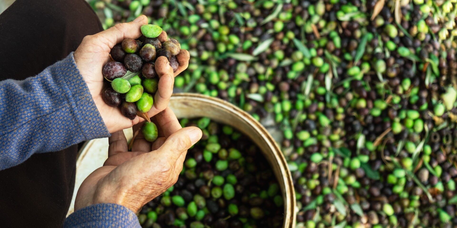 Senior man hands harvesting olives picked from olive trees in Cyprus ,top view